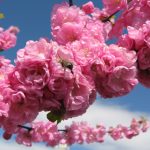 Тур "Цвіт сакури у Закарпатті" з ТФ "Панова Тревел"